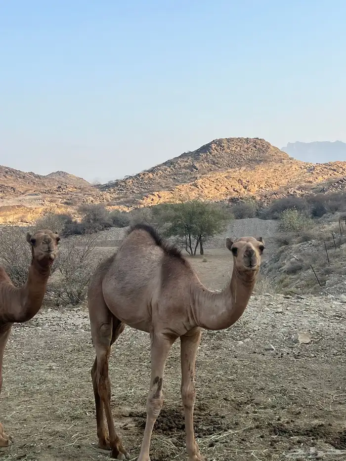 قعدان 2العمر 4شهور أو خمسه شهور 3