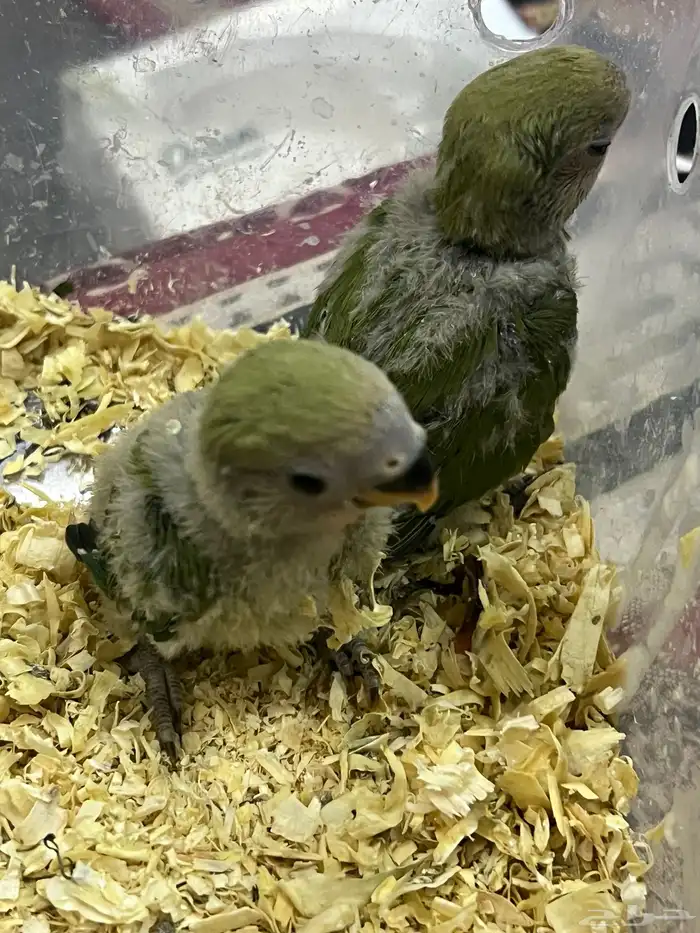 فروج روز الون اخضر 6