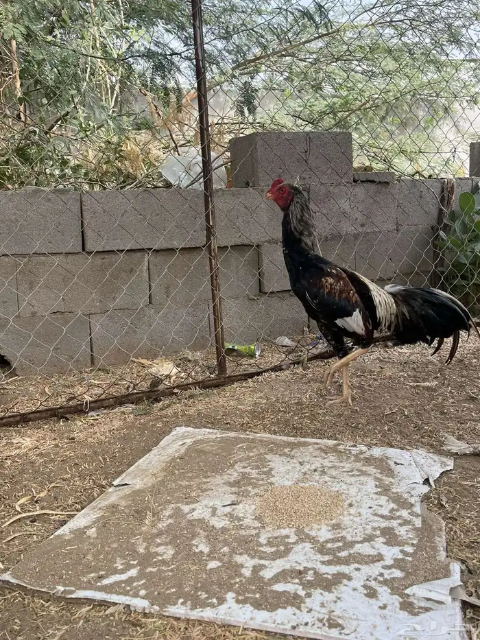 ديك سندي 4