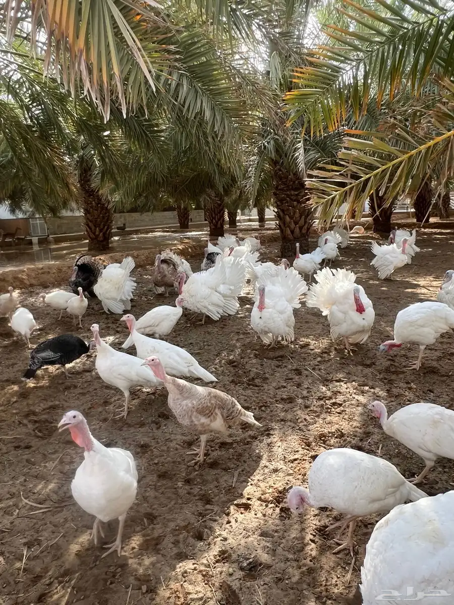 دجاج رومي بياض 2