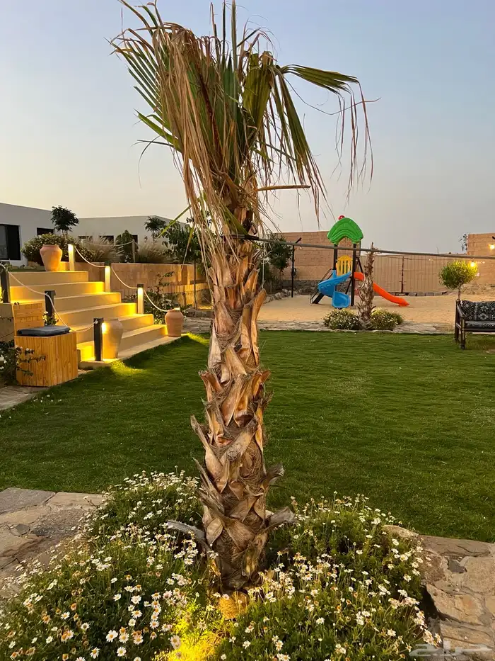 نخل واشنطني للبيع 2 متر ونصف 2