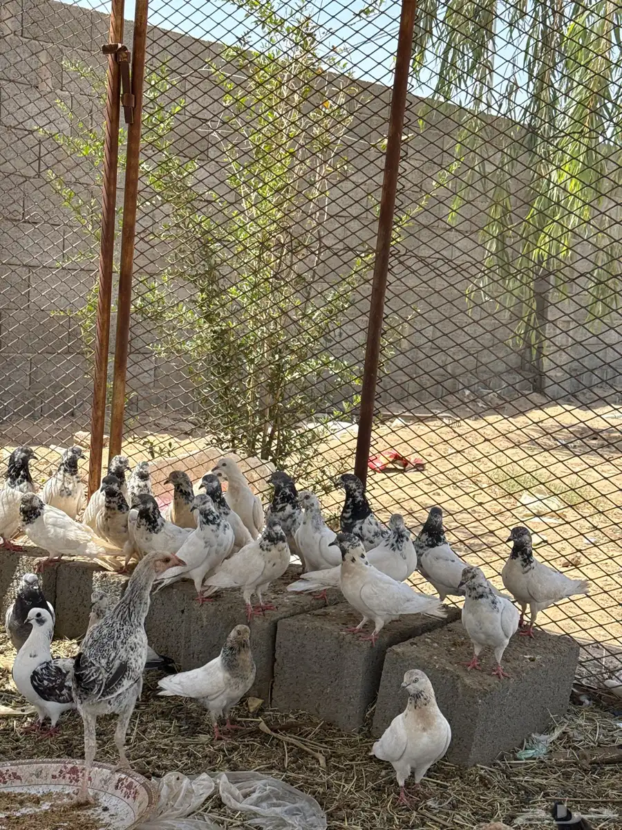 المروه 0