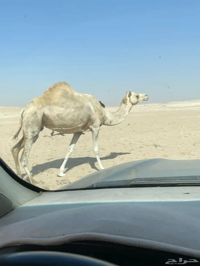 النعيريه 3