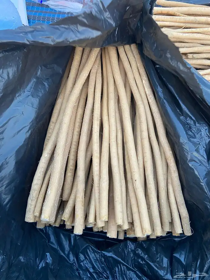 مساويك ابو حنش حار ونقاوه 7