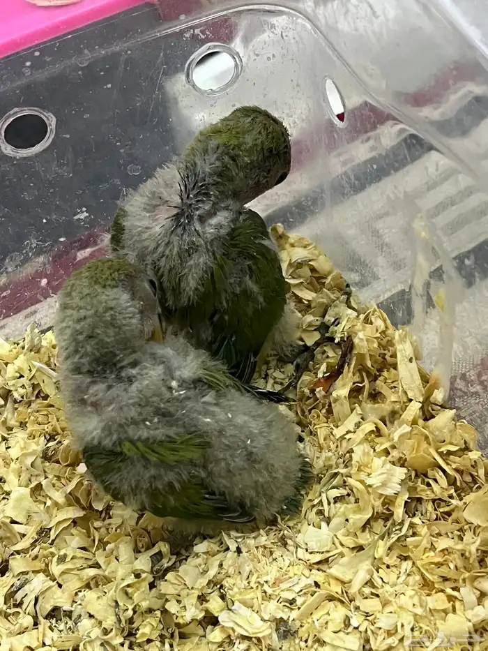 فروج روز الون اخضر 4