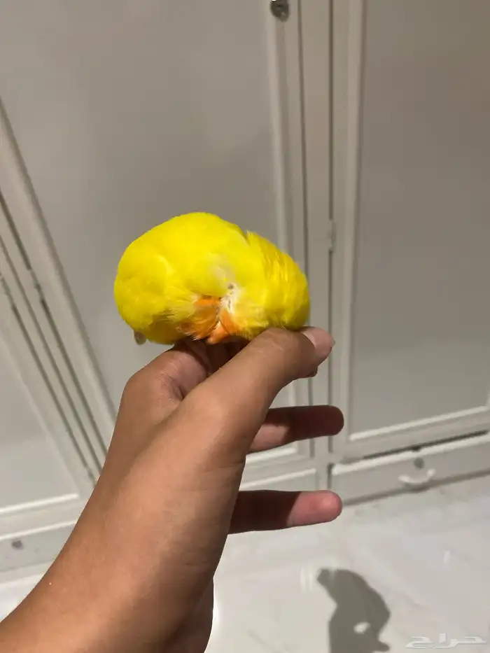 طير روز أليف هدد داخلي اصفر أعيون حمر معه قفص واكل 2