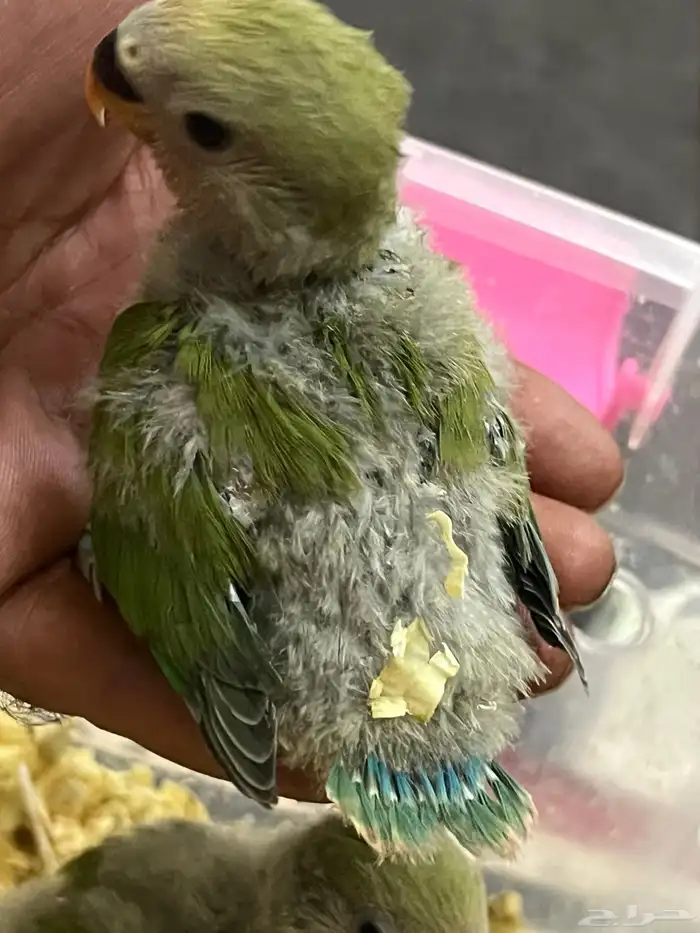 فروج روز الون اخضر 2