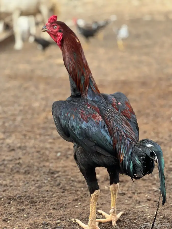 ديك بكستاني سندي 0