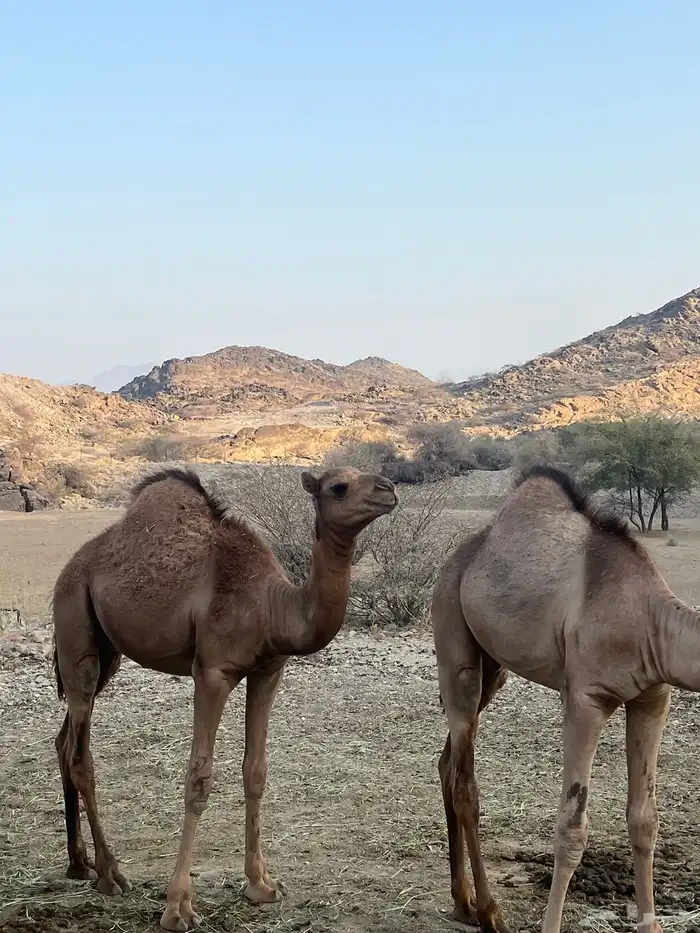 قعدان 2العمر 4شهور أو خمسه شهور 5