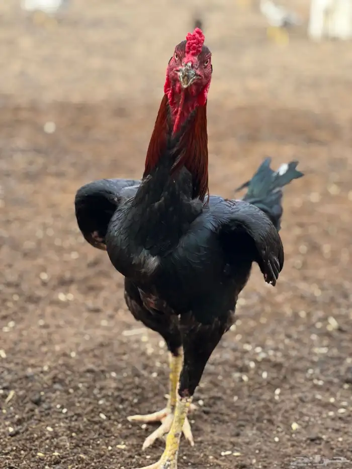 ديك بكستاني سندي 3