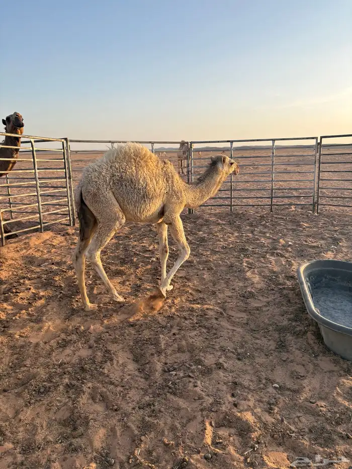 قعود لباني 4