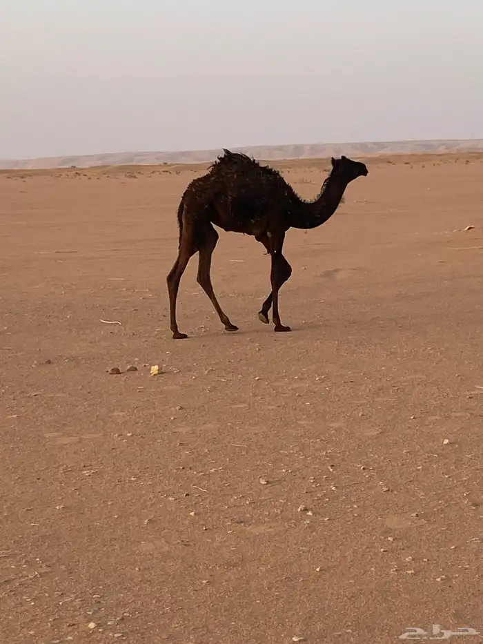 للبيع فحل مجهم 4