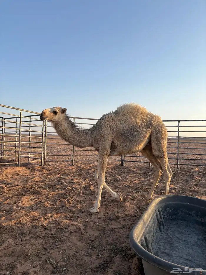 قعود لباني 1