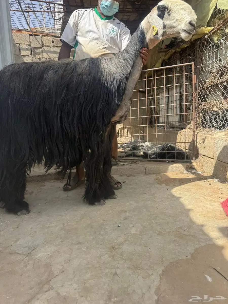 شياه نوادر 1