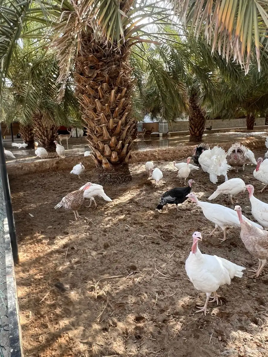 دجاج رومي بياض 1