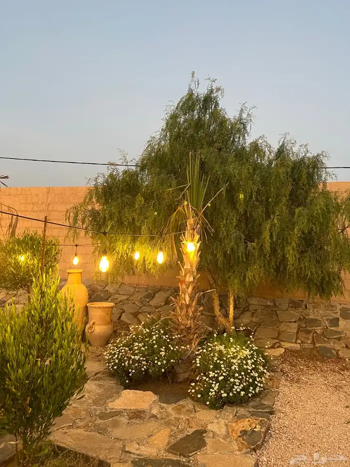 نخل واشنطني للبيع 2 متر ونصف 1