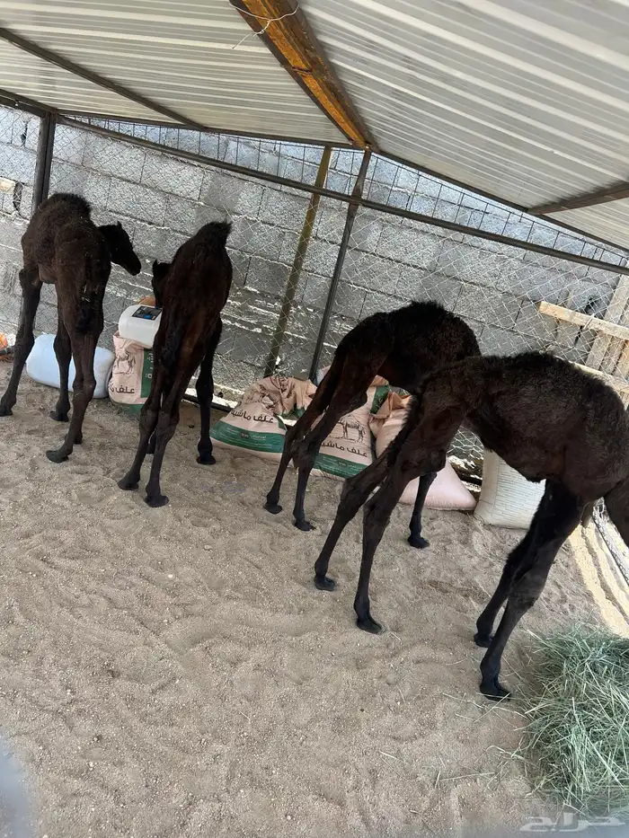 قعدان ضيار 1