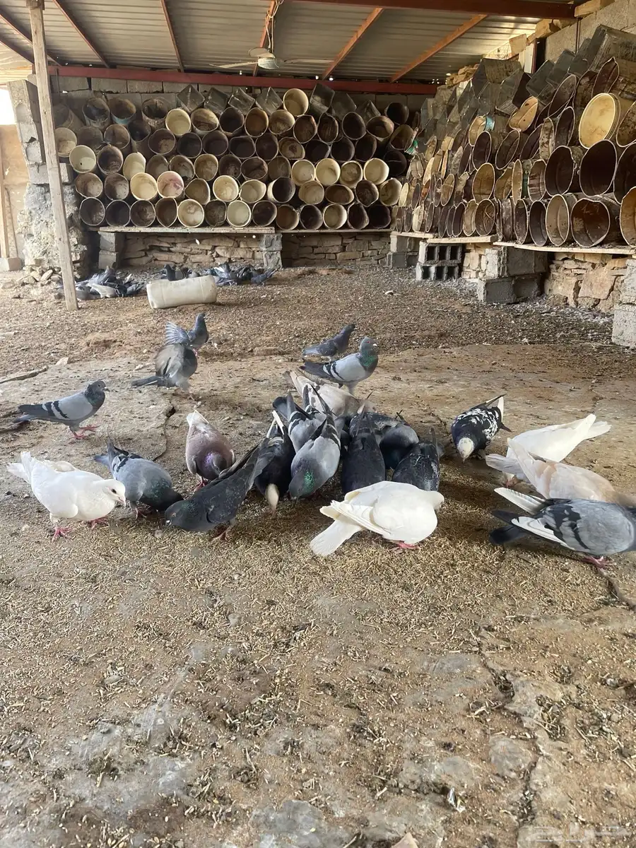 حمام مشكل 1