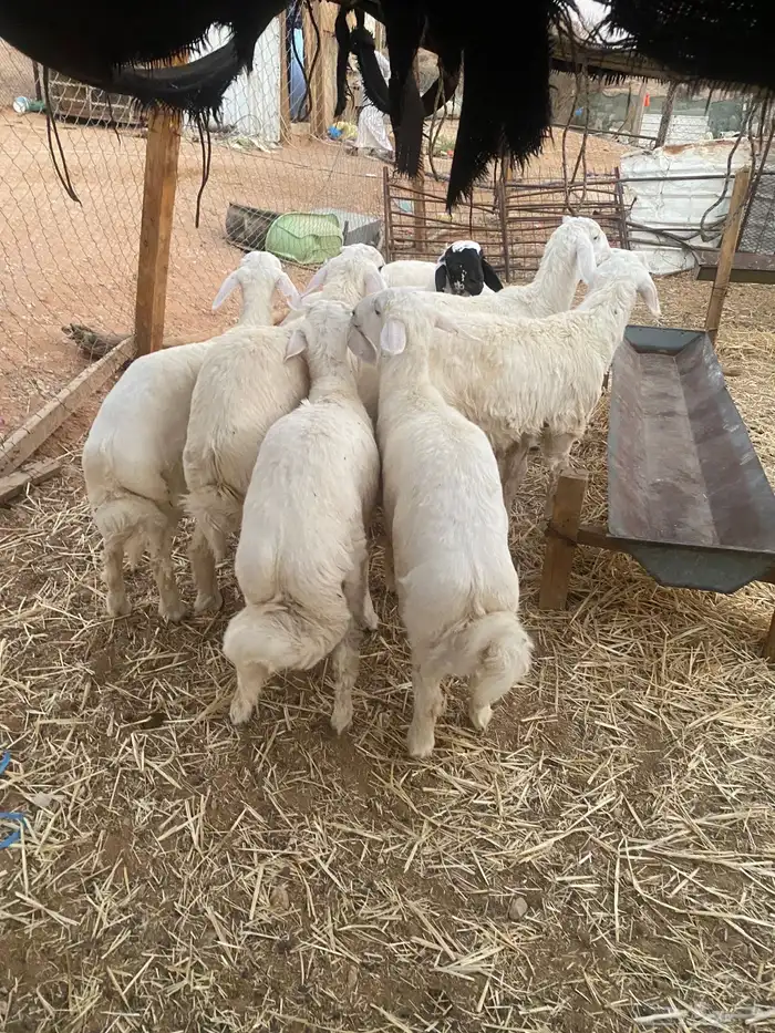 للبيع طليان حريات 0