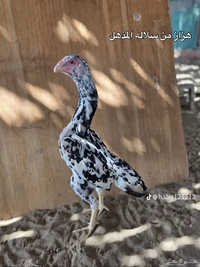 فروخ شامو الماني توب. ( تم البيع. ) 1