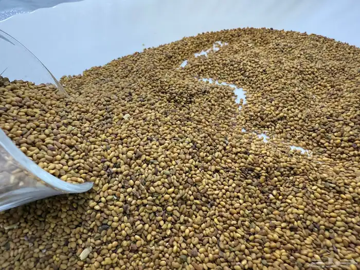 بذور برسيم حضرمي درجة أولى مضمون ونظيف ومجرب 4