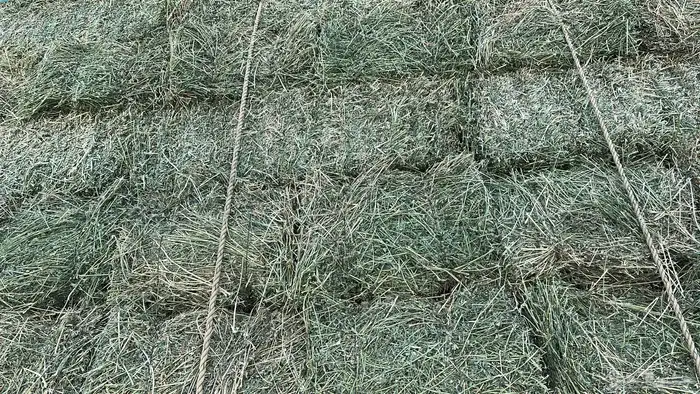 برسيم طبرجل 2