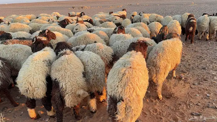عدد 145 ذبايح نعيم طيبة 8