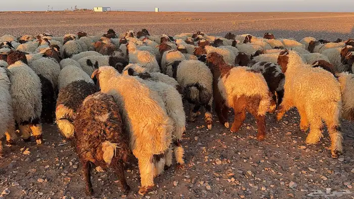عدد 145 ذبايح نعيم طيبة 5