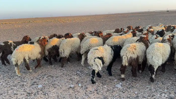 عدد 145 ذبايح نعيم طيبة 3