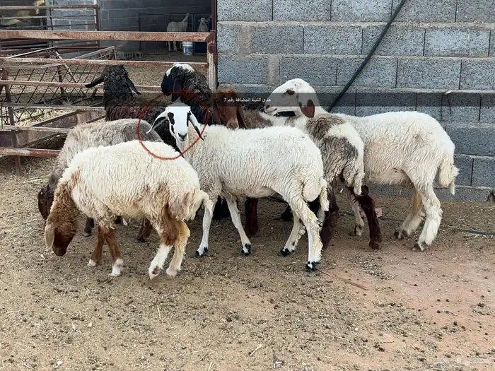 سبع رخال طيبة الزلفي 5