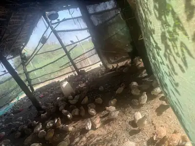 وز عراقي بيور ..بط ..دجاج ..سمان 1