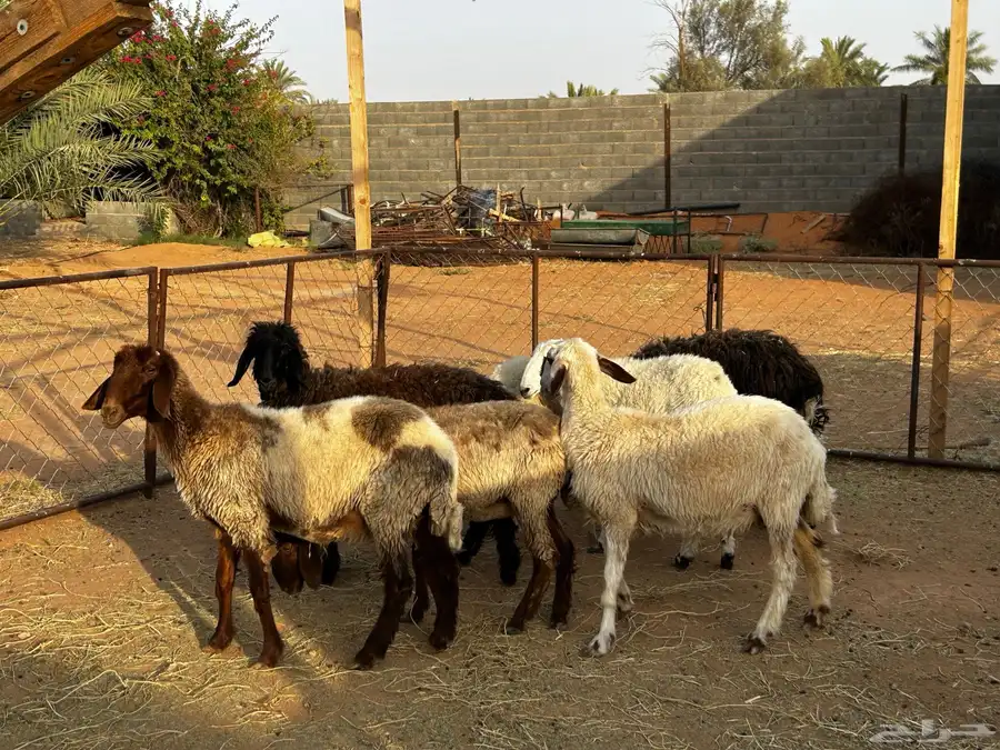 سبع رخال طيبة الزلفي 10