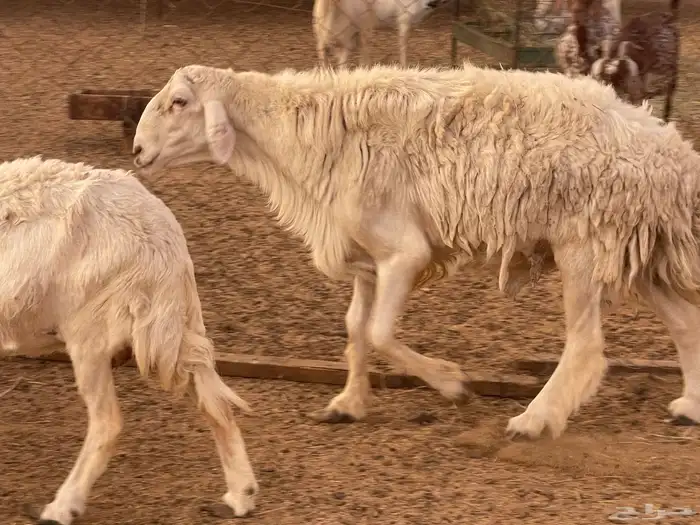 15 غنم حريات باالفحل طيبة وسعر مناسب وطيب ع 620 تم البيع 4