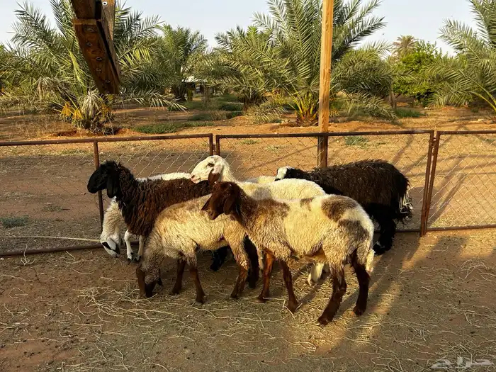 سبع رخال طيبة الزلفي 8