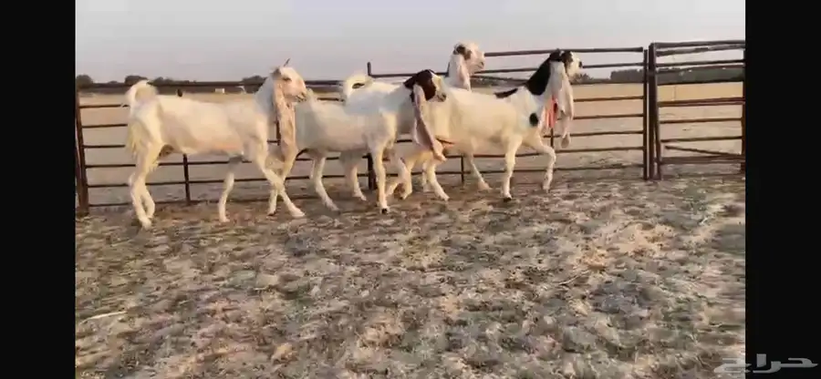 للبيع 4 جفار هولنديه فواااخر 7
