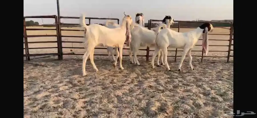 للبيع 4 جفار هولنديه فواااخر 5
