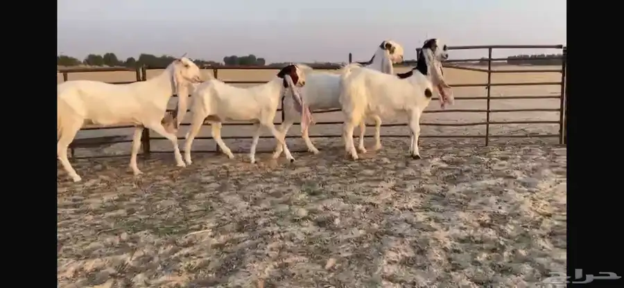 للبيع 4 جفار هولنديه فواااخر 8
