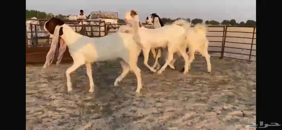 للبيع 4 جفار هولنديه فواااخر 0
