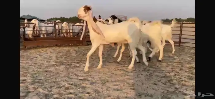 للبيع 4 جفار هولنديه فواااخر 13