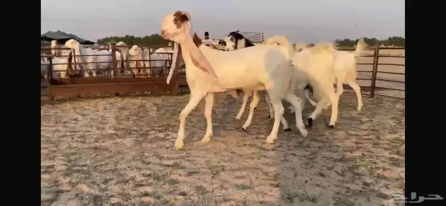 للبيع 4 جفار هولنديه فواااخر 13
