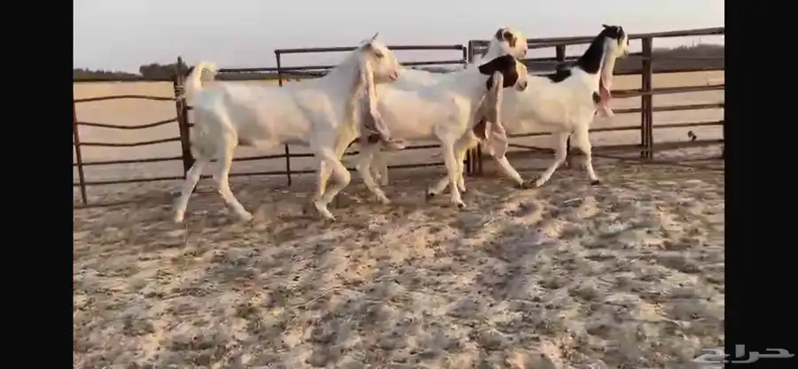 للبيع 4 جفار هولنديه فواااخر 6