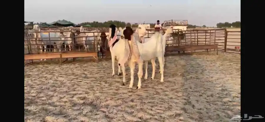 للبيع 4 جفار هولنديه فواااخر 10