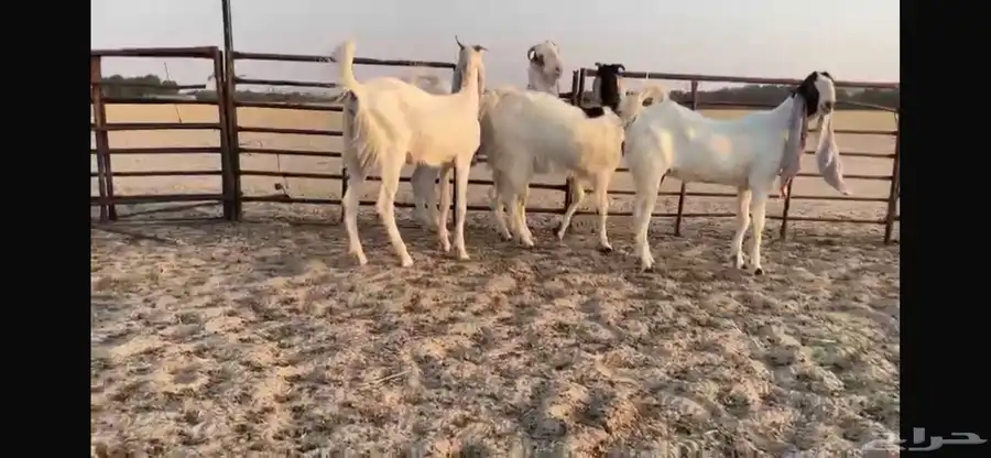 للبيع 4 جفار هولنديه فواااخر 4