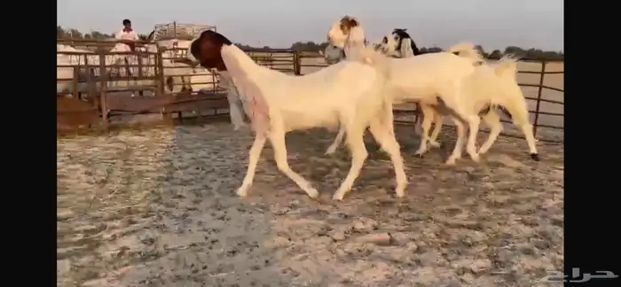 للبيع 4 جفار هولنديه فواااخر 1