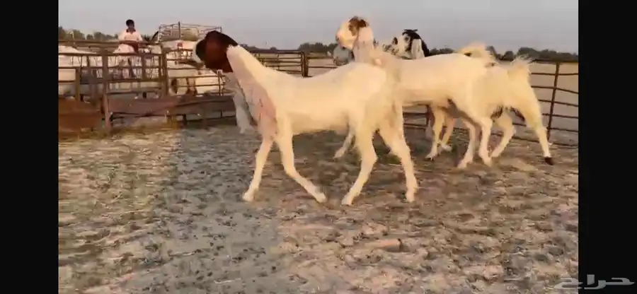 للبيع 4 جفار هولنديه فواااخر 1