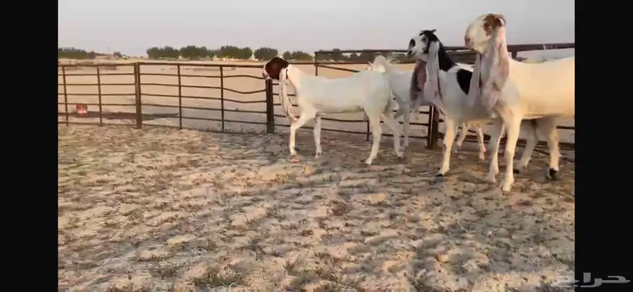 للبيع 4 جفار هولنديه فواااخر 17