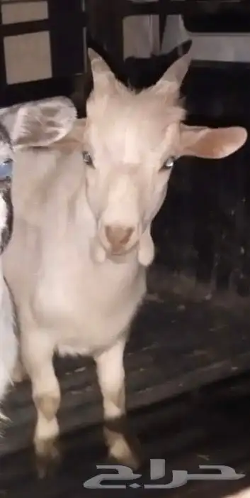 تيس قزمي 0