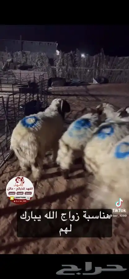 ذبايح حايل الفهد 10