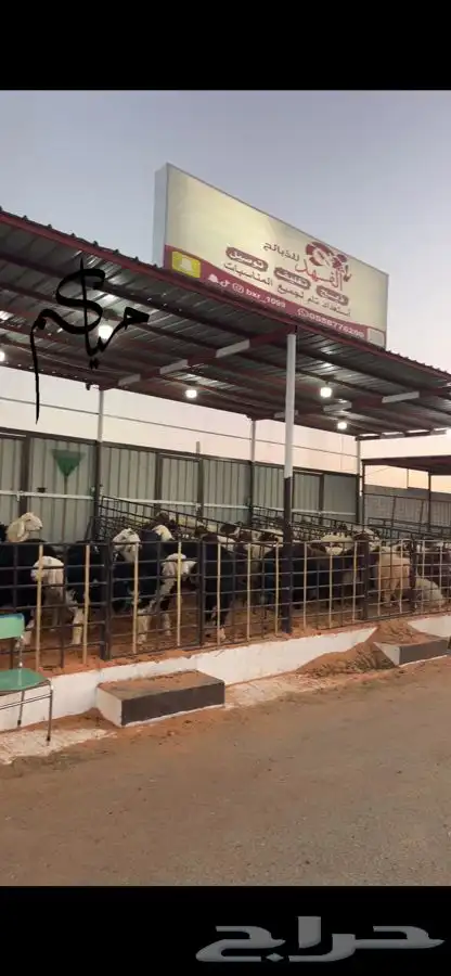 ذبايح حايل الفهد 12