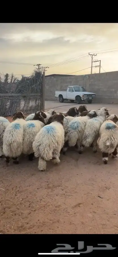 ذبايح حايل الفهد 8